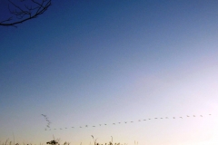 2013-06-08-088