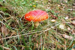2013-09-22-bory-tucholskie-046