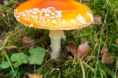2013-09-22-bory-tucholskie-047