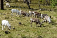Skandynawia-0091